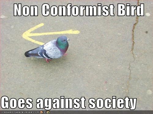 funny-pictures-non-conformist-bird.jpg